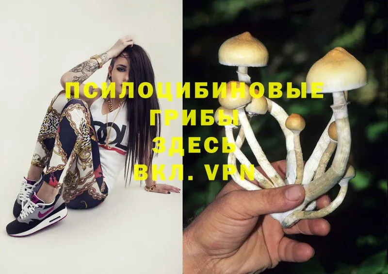 Галлюциногенные грибы Psilocybe  сколько стоит  Володарск 